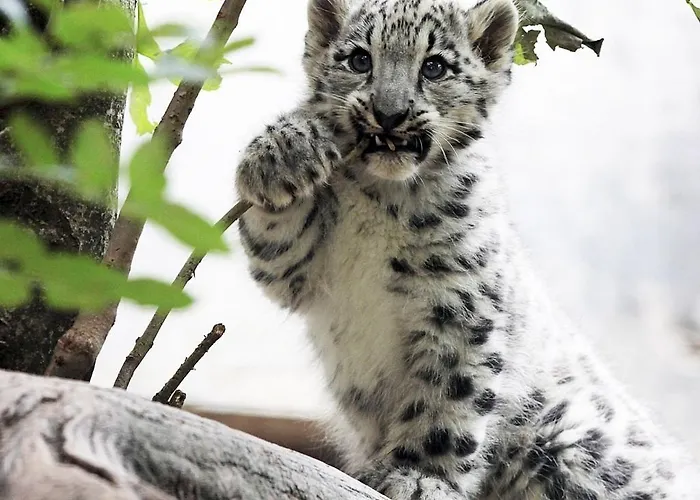 Mercure Zuffenhausen 3* Estugarda