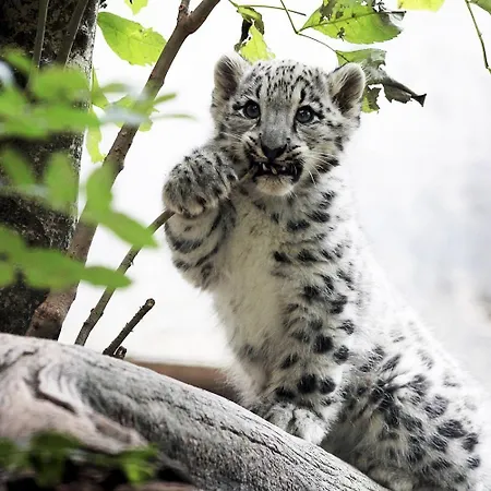 斯图加特祖福豪森美居酒店 3* 斯图加特